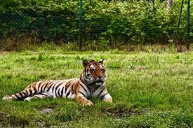 ranthambore tour
