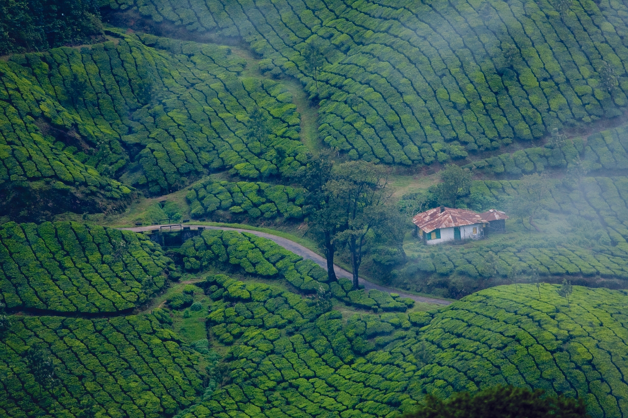 cochin munnar alleppey tour